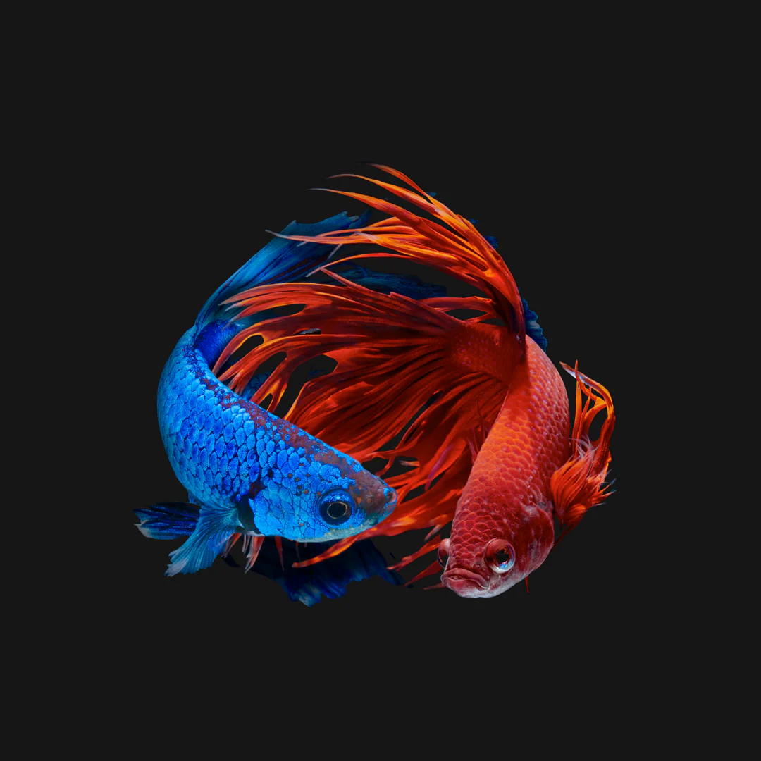 Exquisite Thai Betta Elegance