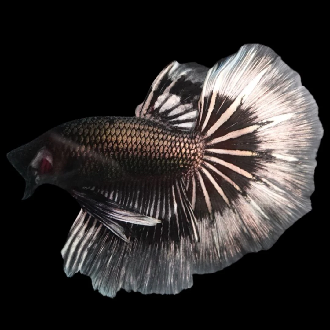 Betta Fish