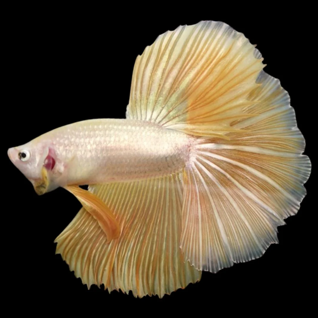 Halfmoon